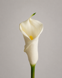 SINGLE FLOWERS