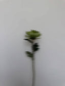 SINGLE FLOWERS
