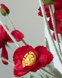All Red Poppy