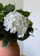 All Hydrangea bouquet