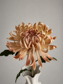 Artificial Semi-Cactus Dahlia Flower -Champagne