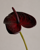 Artificial Anthurium Flower - Dark red