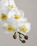 Artificial Orchid (9hd)
