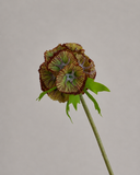 Artificial Scabiosa Seed Pod Flower - Brown