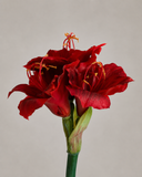 Artificial Amaryllis - Red