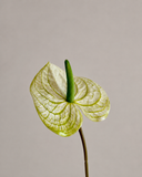 Artificial Anthurium - Green