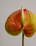 Artificial Anthurium Flower - Coral