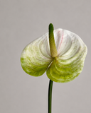 Artificial Anthurium Flower - Light Green
