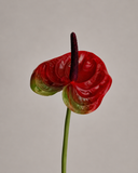 Artificial Anthurium Flower - Red