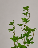 Artificial Enkianthus Perulatus Leaves - Green