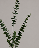 Artificial Eucalyptus Five Leaves