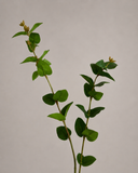 Artificial Eucalyptus Leaves