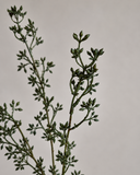 Artificial Eucalyptus Seed - Green