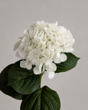 Artificial Hydrangea Flower - White