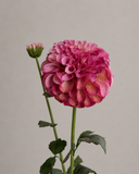 Artificial Dhalia - Pink