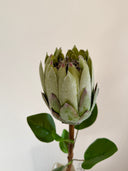 Artificial King Protea Flower - Green