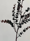 Artificial Parvifolia "Gunni" Eucalyptus Leaves - Dark Red