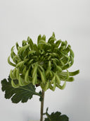 Artificial Semi-Cactus Dahlia Flower -Green