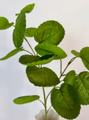 Artificial Plum Aralia Leaves - Green