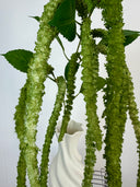 Artificial Three Forks Amaranthus Flower - Green