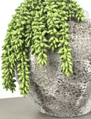 Artificial Sedum Morganianum - Donkey's tail