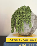 Artificial Sedum Morganianum - Donkey's tail