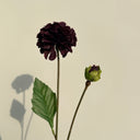 Artificial Small Dahlia Flower, Black Purple