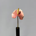 Artificial Anthurium Flower - Pink