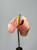 Artificial Anthurium Flower - Pink